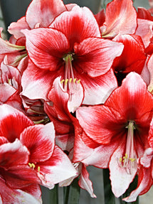 Amaryllis Temptation