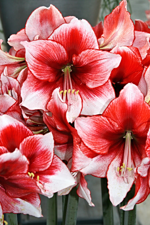 L’amaryllis Temptation