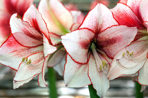 Amaryllis Temptation - bulbe de fleur