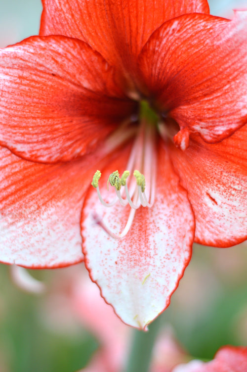 Acheter Bulbes d'Amaryllis Amaryllis Temptation