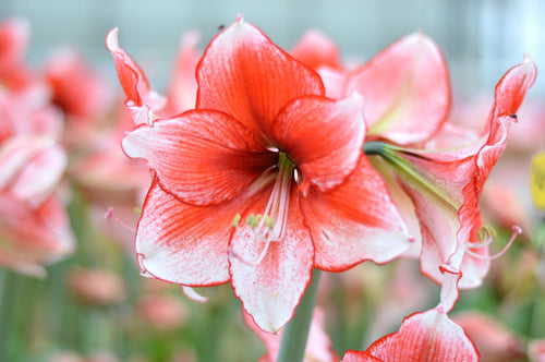 Commandez des bulbes d'amaryllis Temptation avec livraison en france