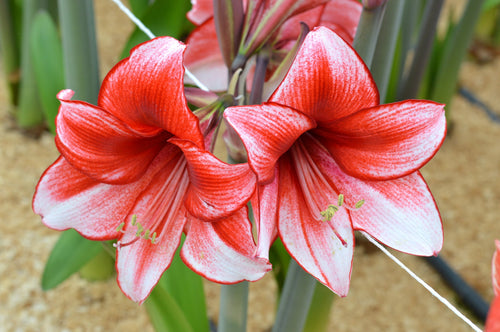 Achetez Hippeastrum Amaryllis Tentation