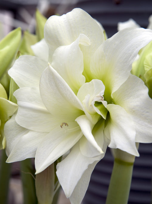 amaryllis blanc double