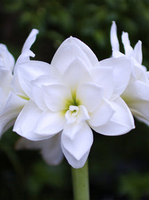 Amaryllis Double White Nymph