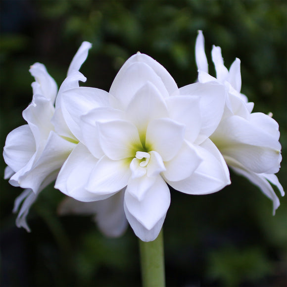 Achetez des amaryllis blanches | Nymph, amaryllis fleur double