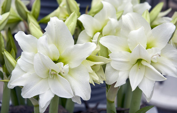 Amaryllis Nymph - Hippeastrum - Variété à grandes fleurs