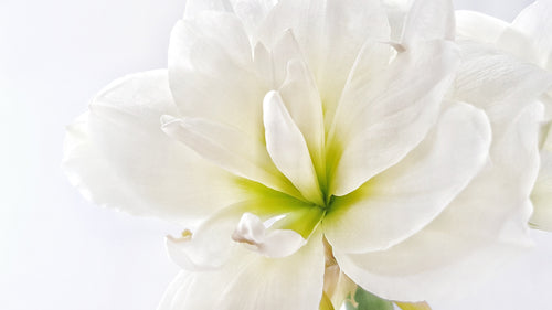 Achetez des amaryllis blanches | Nymph