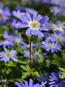 Anemone Blanda Blue Shades