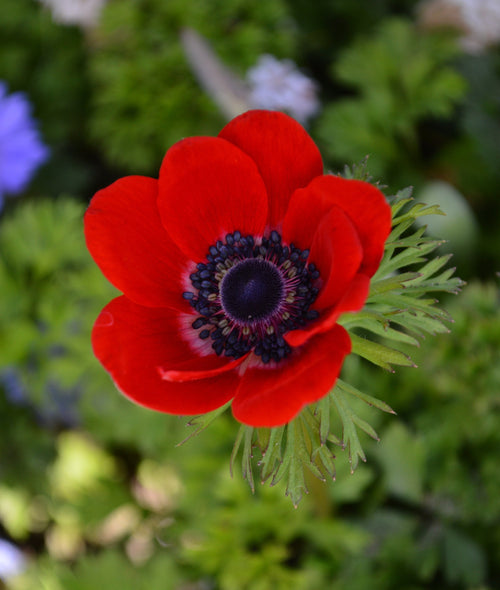 L'Anémone des fleuristes ou anémone coronaria rouge
