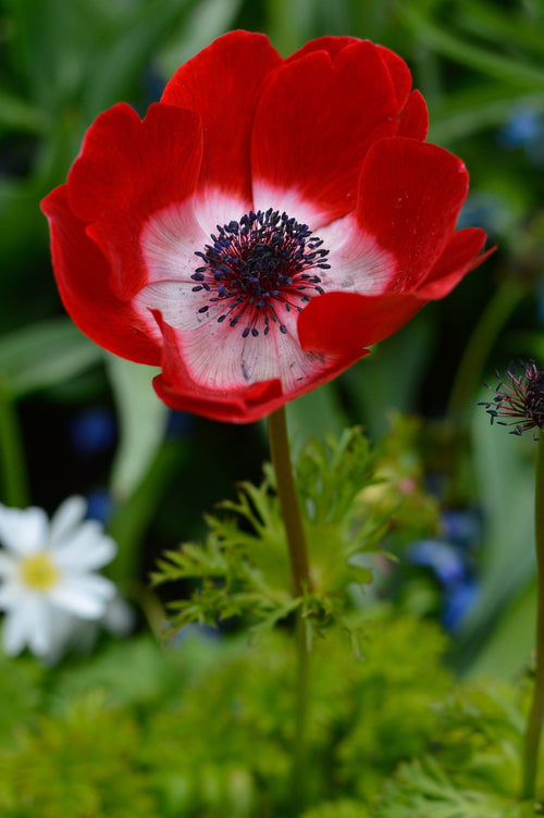 Anémone de Caen, Anémone des fleuristes 'Hollandia