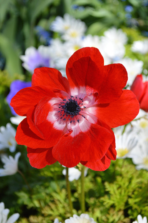 Anémone des fleuristes Rouge