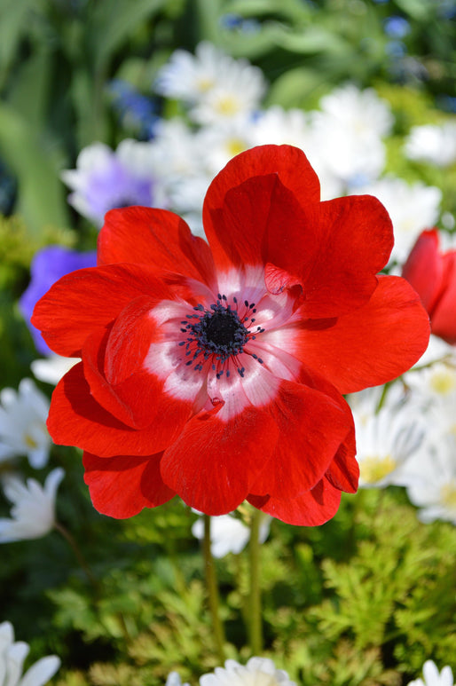Anémone des fleuristes Rouge