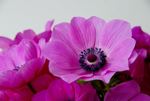 Bulbes de fleurs d'anémone rose et violet Anémone de Caen Sylphide