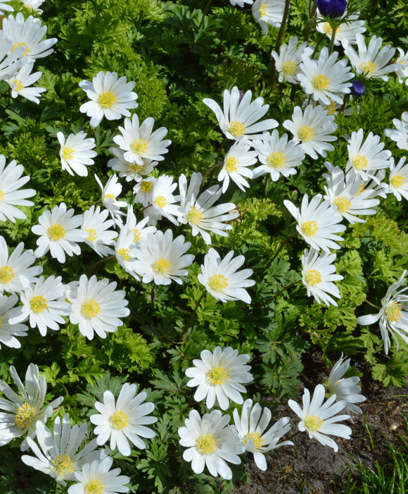 Acheter Anémone blanda White Splendour
