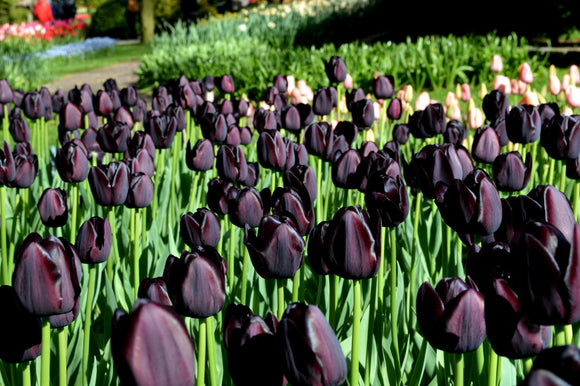 Tulipe Noire Queen of the Night - Bulbes à fleurs de DutchGrown™