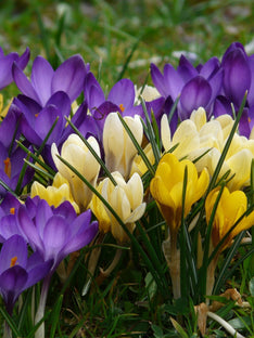 Crocus Botaniques en mélange