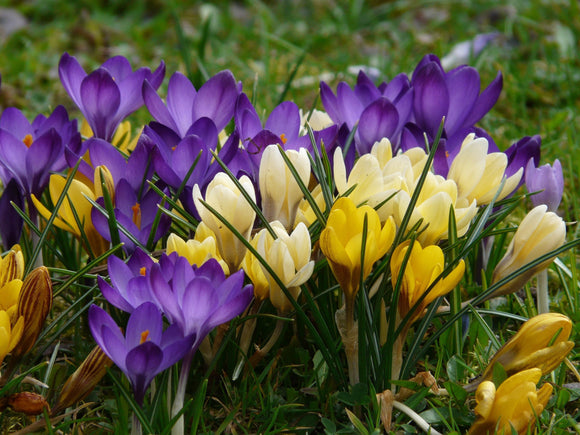 Acheter Crocus botaniques en mélange