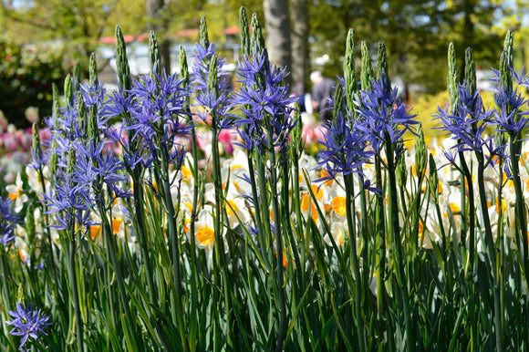 Camassia Esculenta Quamash