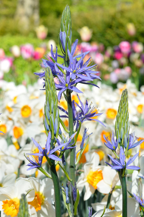 Camassia quamash – Jacinthe des Indiens aux fleurs