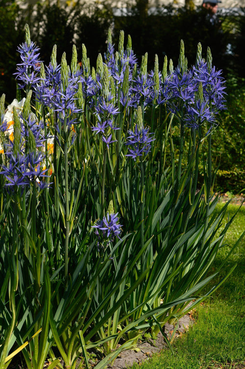 Camassia esculenta 'Quamash' (Common Camas Lily)