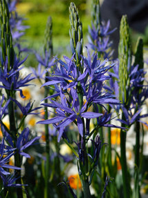 Camassia Esculenta (Quamash)