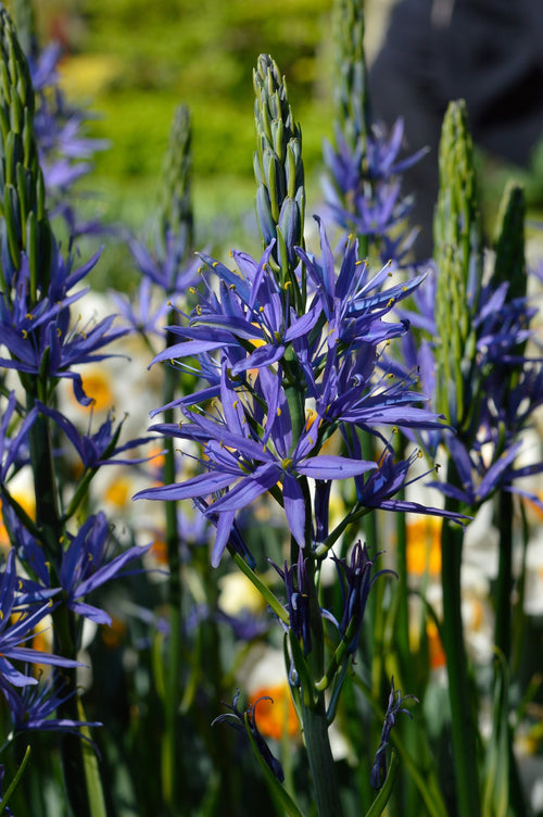 Camassia Esculenta (Quamash)