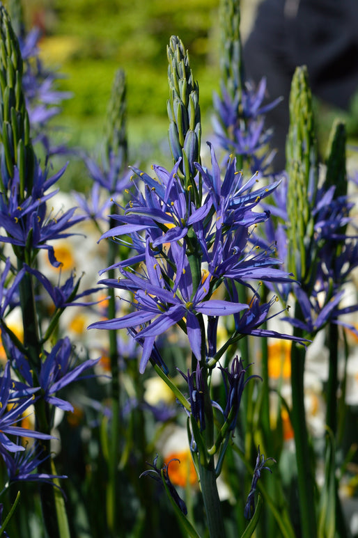 Camassia Esculenta (Quamash)