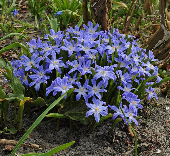 Chionodoxa Lucilea (Gloire de la neige) - Fleurs bleues à floraison précoce