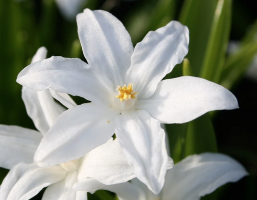 Chionodoxa Lucilea Alba (Gloire de la neige) - Bulbes de fleurs blancs à floraison précoce