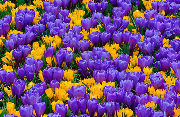 Purple and yellow crocus bulbs - UK Delivery