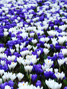 Crocus bleu et blanc