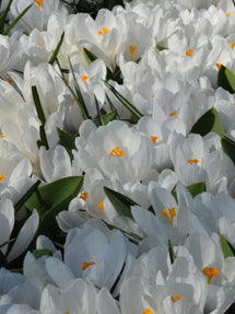 Crocus Jeanne d'Arc