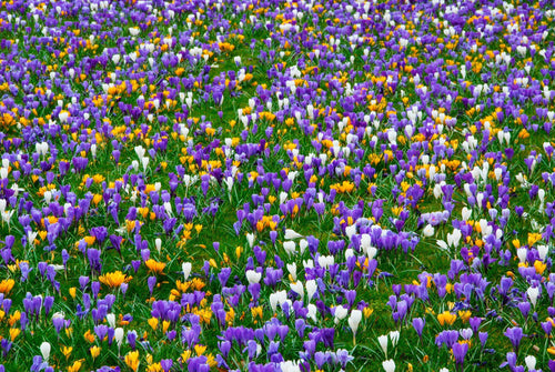 Achat Crocus à Grandes fleurs en Mélange