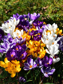 Crocus Grandes fleurs en Mélange