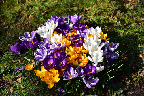 Crocus à Grandes fleurs en Mélange