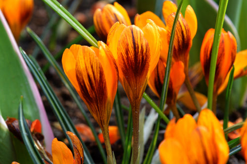 Acheter Crocus Orange Monarch