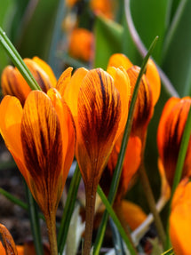 Crocus Orange Monarch