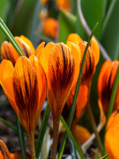 Crocus Orange Monarch