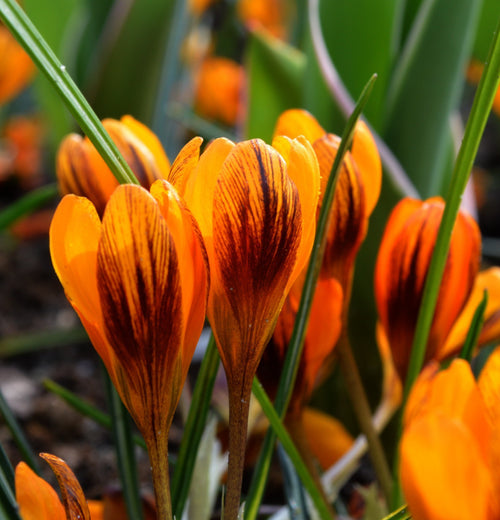 Le Crocus Orange Monarch