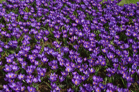 Bulbes de fleurs de crocus violet