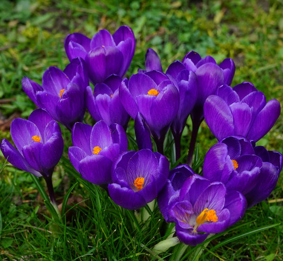 Acheter Crocus Vernus 'Remembrance'