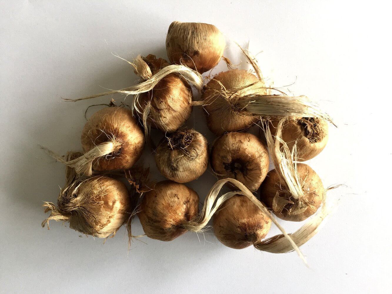 50 Bulbes De Crocus Sativus (safran) - Calibre 8/9 - Pour Plantation Automne, Récolte épices - Jardin Aromatique