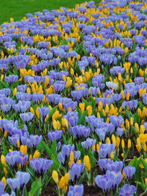 Crocus Sempre Avanti Collection