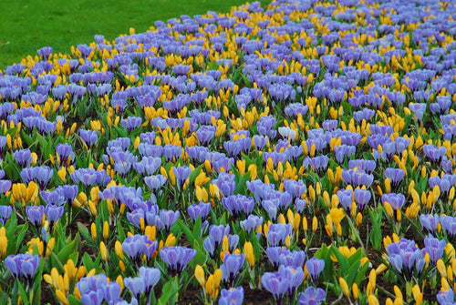 Bulbes de crocus jaunes et bleus