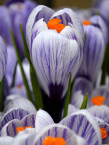 Crocus Pickwick