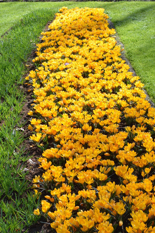 Crocus jaune d'automne acheter