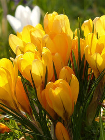 Crocus jaune