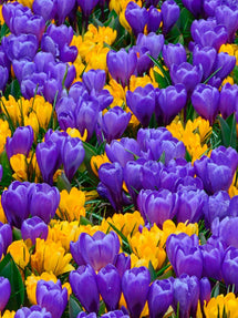 Crocus Barcelona Mix