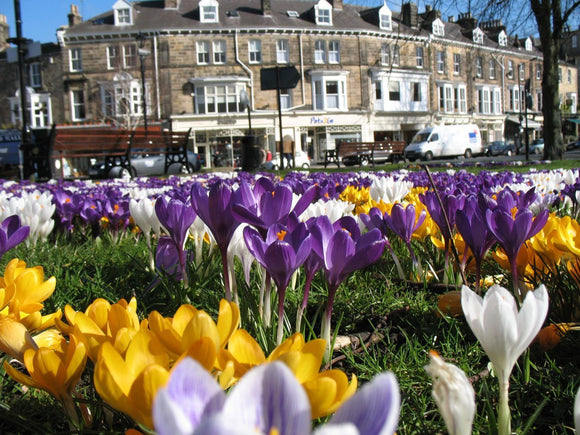 Acheter Bulbes de fleurs mélange de crocus