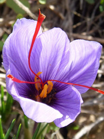 Crocus Sativus (Crocus de safran)